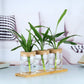 Indoor Green Plant Decoration Hydroponic Plants